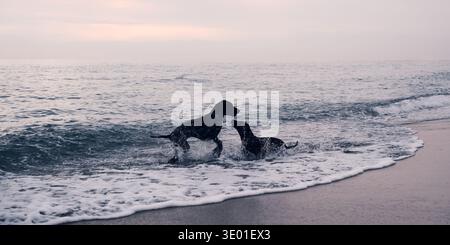 Deux chiens jouant et éclaboussant dans les vagues de la mer sur une plage de sable, montrant un mode de vie actif pour animaux de compagnie, la compagnie et les loisirs en plein air au bord de la côte. Banque D'Images