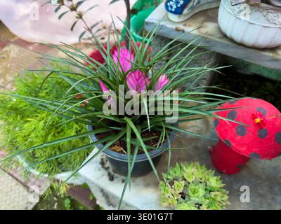 Plante tropicale de floraison de Tillandsia bromeliad dans le jardin Banque D'Images