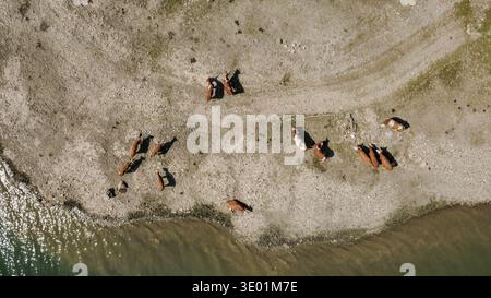 Drone photo de vaches qui paissent sur les rives du lac Speicher Durlaßboden à Königsleiten Tirol Autriche L'image capture une vue panoramique des Alpes sur un s. Banque D'Images