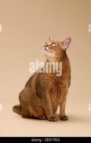 Chat abyssinien pose droit sur beige. Une posture calme et confiante souligne sa forme élégante. Banque D'Images