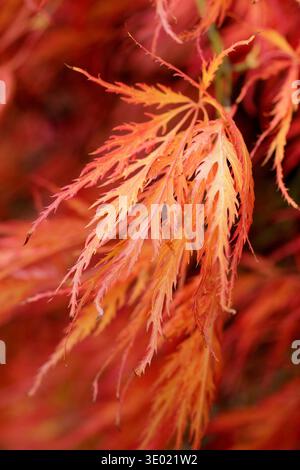 L'arbre d'Acer feuilles en automne. Acer palmatum 'Dissectum Atropurpureum'. Dissectum Atropurpureum Banque D'Images
