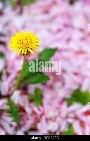 Gros plan vertical d'une fleur de pissenlit jaune unique poussant sur un sol couvert de pétales de fleurs de cerisier roses, avec bokeh doux et faible profondeur o Banque D'Images