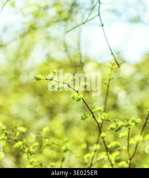Environnement naturel, jardin botanique de textures et de la bioénergie concept - feuilles vertes au printemps, nature background Banque D'Images