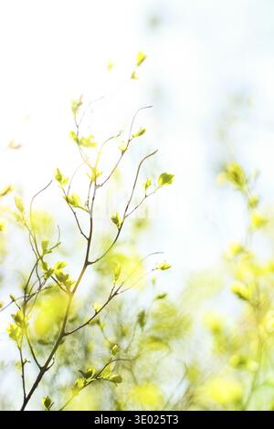 Environnement naturel, jardin botanique de textures et de la bioénergie concept - feuilles vertes au printemps, nature background Banque D'Images
