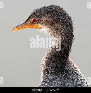 Portrait en gros plan d'un oiseau d'eau avec des plumes sombres lisses, yeux rouges, bec jaune orangé, fond gris neutre Banque D'Images