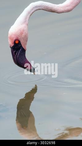 Gros plan d'une tête de flamant rose et d'un cou incurvé plongeant son bec dans une eau calme, avec un reflet clair et un arrière-plan silencieux Banque D'Images