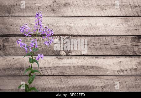 Fond de printemps avec un bouquet de fleurs de lilas sur une planche de bois rustique. Fleurs sauvages sur vieux fond en bois grunge. Copiez l'espace pour le texte, personne Banque D'Images
