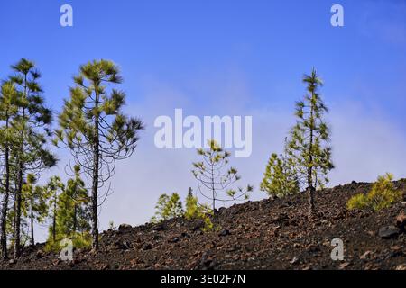 Les pins se dressent sur une crête volcanique contre un ciel bleu clair, créant un contraste naturel saisissant, le pin des Canaries, Pinus canariensis, dans le Teide Banque D'Images