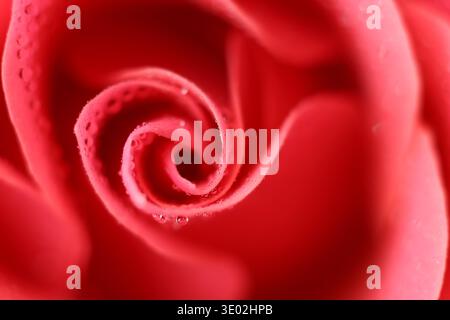 Gros plan macro d'une rose rose recouverte de gouttelettes d'eau fraîche. Banque D'Images