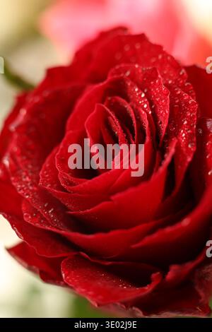 Grossissement macro d'une rose rouge couverte de gouttelettes d'eau fraîche. Banque D'Images