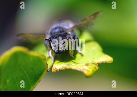 Abeille solitaire perchée sur feuille dans un cadre naturel Banque D'Images