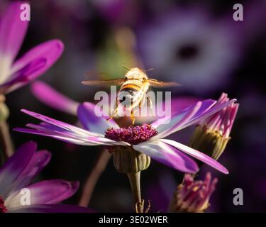 Macro gros plan d'une abeille collectant le nectar d'une fleur rose et blanche vibrante. La lumière chaude du soleil révèle les détails fins des ailes, couvertes de pollen Banque D'Images