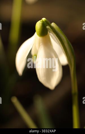 Macro rapprochée d'une délicate fleur de perce-neige (Galanthus) suspendue à la lumière naturelle. Banque D'Images