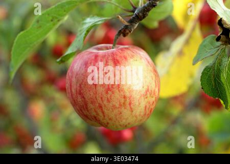 Apple Katy sur la branche d'arbre à maturité. Malus domestica Katy. Aussi appelé Katja. Début de saison, vigoureux, culture lourde, pomme dessert Banque D'Images