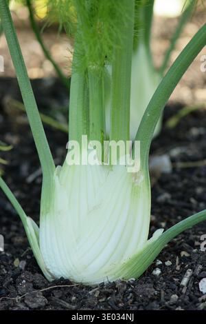 Fenouil. Floraison de fenouil. Foeniculum vulgare var. Azoricum 'Dragon' Florence fenouil, prisé pour sa saveur anisée, poussant dans une zone végétale. ROYAUME-UNI Banque D'Images