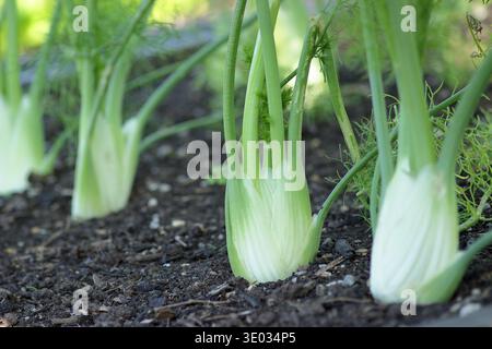 Fenouil. Floraison de fenouil. Foeniculum vulgare var. Azoricum 'Dragon' Florence fenouil, prisé pour sa saveur anisée, poussant dans une zone végétale. ROYAUME-UNI Banque D'Images