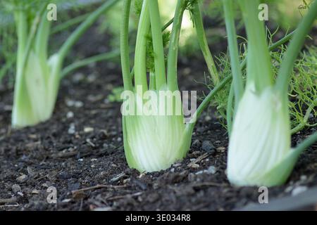 Fenouil. Floraison de fenouil. Foeniculum vulgare var. Azoricum 'Dragon' Florence fenouil, prisé pour sa saveur anisée, poussant dans une zone végétale. ROYAUME-UNI Banque D'Images