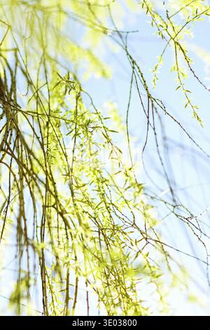 Environnement naturel, jardin botanique de textures et de la bioénergie concept - feuilles vertes au printemps, nature background Banque D'Images