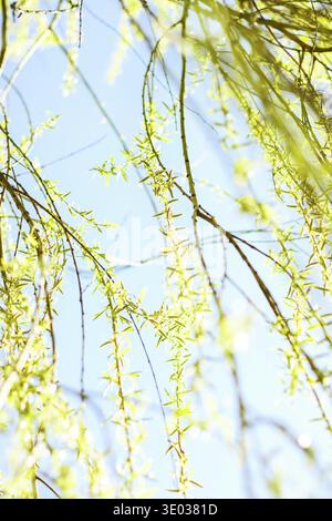 Environnement naturel, jardin botanique de textures et de la bioénergie concept - feuilles vertes au printemps, nature background Banque D'Images