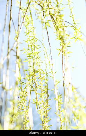 Environnement naturel, jardin botanique de textures et de la bioénergie concept - feuilles vertes au printemps, nature background Banque D'Images