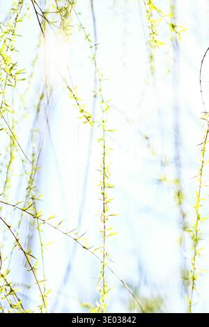 Environnement naturel, jardin botanique de textures et de la bioénergie concept - feuilles vertes au printemps, nature background Banque D'Images