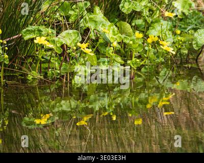 Fleurs jaunes du début du printemps et reflets du marais marginal du bord de l'eau, Caltha palustris Banque D'Images