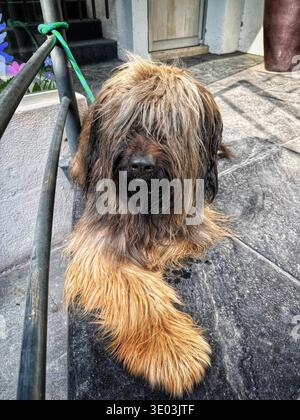Chien long shaggy avec une frange lourde assis à l'extérieur près d'une rampe et des marches par une journée ensoleillée Banque D'Images