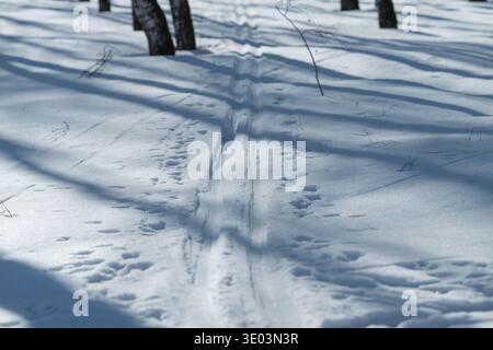 Piste de ski avec des empreintes d'animaux à côté, petites marques de pattes traçant le chemin latéral, poudreuse étincelante sous les auvents de bouleau, récit tranquille du passage Banque D'Images