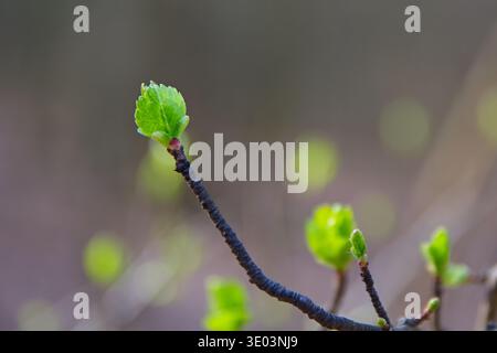 Gros plan de bourgeons d'arbres verts frais s'ouvrant sur une branche dans la forêt de printemps près de Csobanka, montagne Nagy-Kevely, Hongrie. Concept de renaissance de la nature Banque D'Images
