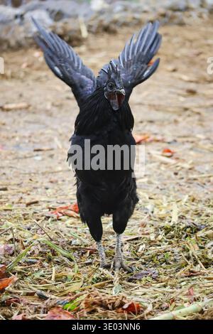 Coq noir battant des ailes en se tenant debout sur un terrain agricole rural. Banque D'Images