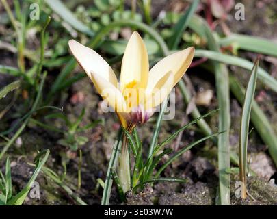 Crocus en tissu d'or, Goldbrokat-Krokus, Schmalblättriger Krokus oder Goldlack-Krokus, Crocus angustifolius - forme en bronze, sáfrány Banque D'Images