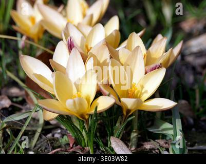 Crocus en tissu d'or, Goldbrokat-Krokus, Schmalblättriger Krokus oder Goldlack-Krokus, Crocus angustifolius - forme en bronze, sáfrány Banque D'Images