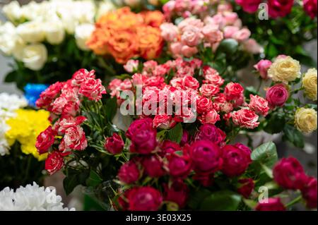 Grand choix de fleurs fraîches en fleurs avec des roses rouge rose blanc et orange près de chrysanthèmes jaunes et blancs dans un magasin de fleurs pour la vente au détail Banque D'Images