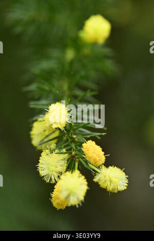 Acacia verticillata (Pickly Moïse) plante à fleurs en gros plan, jardin botanique de l'Université Charles de Prague République tchèque. Banque D'Images