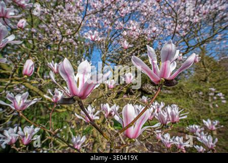 Floraison Magnolia amoena / Tianmu magnolia montrant des fleurs roses au printemps, endémique à la Chine Banque D'Images