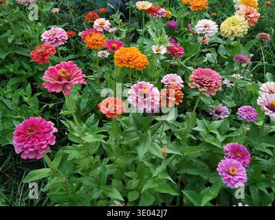 Un parterre de fleurs vibrant de Zinnia elegans mélangés en différentes couleurs. Vue plein cadre d'un jardin d'été fleuri avec une variété de fleurs Zinnia colorées. Banque D'Images