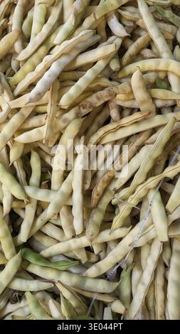 Gros plan des gousses de haricots jaune clair. Du jardin à la table : légumes printaniers Banque D'Images