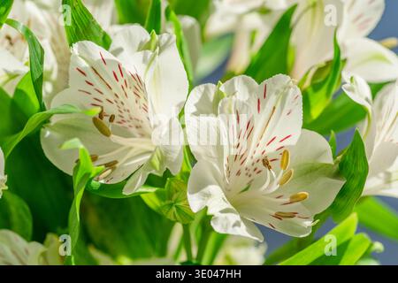 Bouquet de fleurs blanches d'alstroemeria en gros plan sur un fond bleu. Banque D'Images