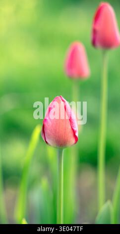 Gros plan de bourgeons de tulipes roses avec des feuilles vertes fraîches sur un fond vert flou. Plan vertical de tulipes dans un jardin. Banque D'Images
