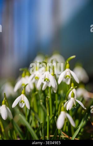 Un gros plan vibrant de gouttes de neige délicates qui fleurissent au début du printemps. Les pétales doux et blancs et les feuilles vertes fraîches symbolisent l'arrivée du printemps et du n Banque D'Images