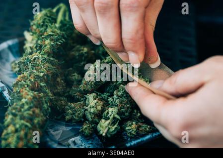 Gros plan des mains d'une femme préparant habilement un joint de marijuana. L'image capture le détail des bourgeons de cannabis roulés dans un papier, highligh Banque D'Images