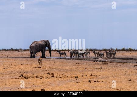 Un éléphant majestueux et un troupeau de zèbres se rassemblent dans un point d'eau du parc national d'Etosha, en Namibie, pour montrer la faune vibrante et ecosys unique Banque D'Images