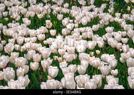 Un champ vibrant de tulipes blanches en pleine floraison, placé sur un fond vert luxuriant, capture l'essence du printemps et symbolise la pureté, le renouvellement et n Banque D'Images
