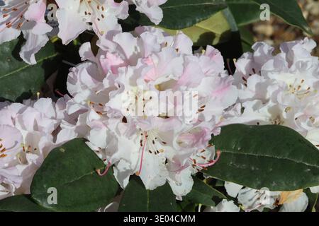 Rhododendron 'Christmas Cheer' ( caucasicum  Hybrid). Grappe de fleurs de rhododendron blanc et rose pâle à volants contrastant avec du cuir vert foncé Banque D'Images