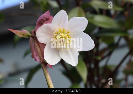 Helleborus Niger 'HGC Jesse'. Fleur de rose de Noël blanche en gros plan. Banque D'Images