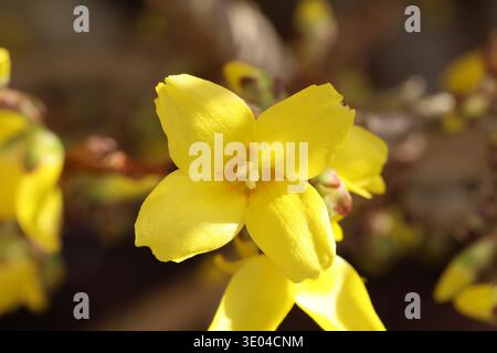 Forsythia × intermedia 'Lynwood Variety'. Simple gros plan fleur jaune doré de Forsythia. Banque D'Images