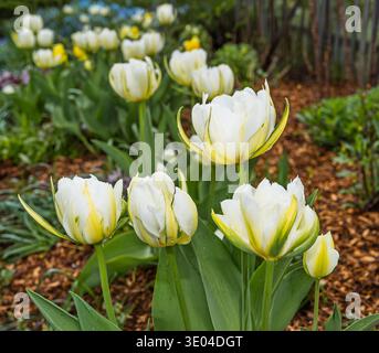 Tulipes à fleurs blanches doubles dans le jardin de la maison. Banque D'Images