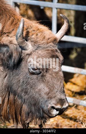 Gros plan d'un bison européen montrant une texture de corne, d'oeil et de fourrure épaisse. Puissant mammifère sauvage capturé à la lumière naturelle dans un parc animalier. Banque D'Images