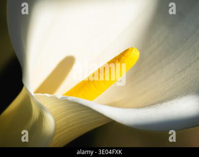 Vue macro rapprochée d'une fleur de lis blanc de calla mettant en évidence le spadix jaune et les pétales courbes lisses. Banque D'Images