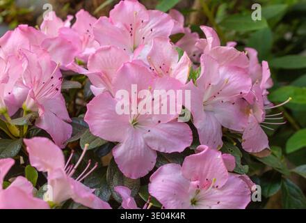 Fleurs roses du Japon Azalea Ericaceae florissantes, fond de fleurs de Rhododendron. Plante décorative Evergreen dans le jardin botanique. Jardinage, breedi de plantes Banque D'Images